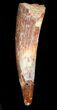 Large, Pterosaur Tooth - Kem Kem Beds, Morocco #47802-1